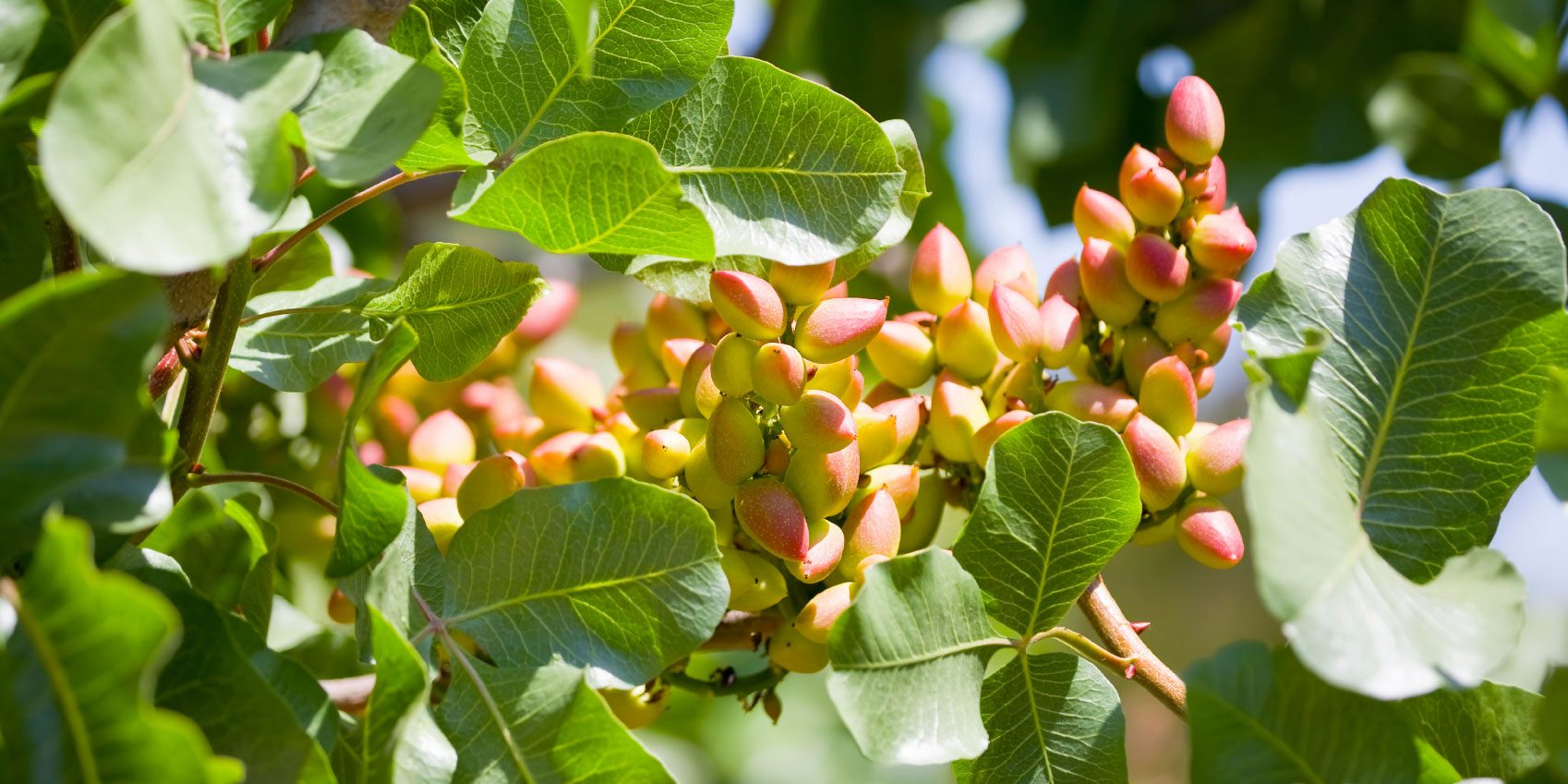 APG Releases 2024 Annual Pistachio Report: Record Harvest, Market Trends, and 2025 Export Outlook