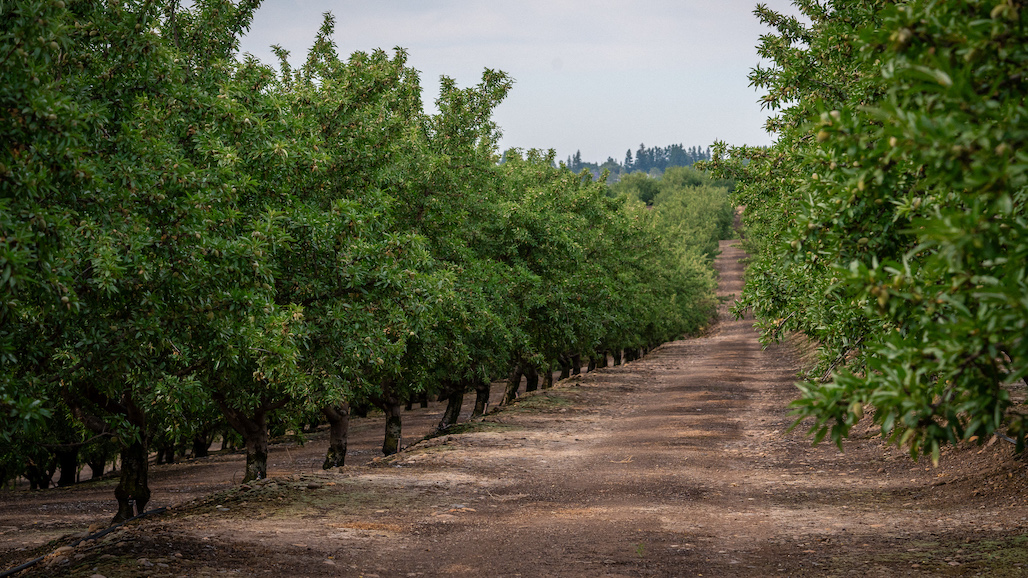 Almond Comeback? Terra Nova’s Outlook for the 2025 California Crop