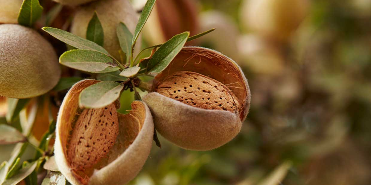 Almond Industry Report Reveals Key Market Shifts – What Growers Need to Know