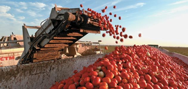 California Tomato Season Kicks Off: Key Insights from Morning Star’s February Update