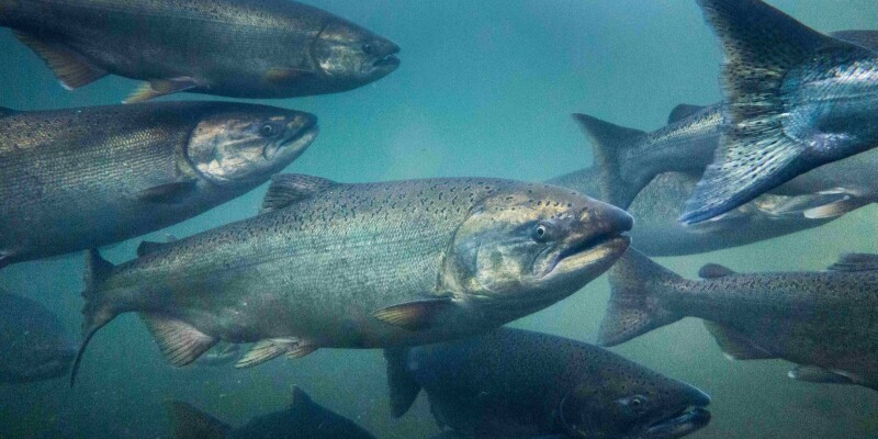 Caught in the Current: California’s Salmon Crisis and the Growing Strain on Central Valley Agriculture