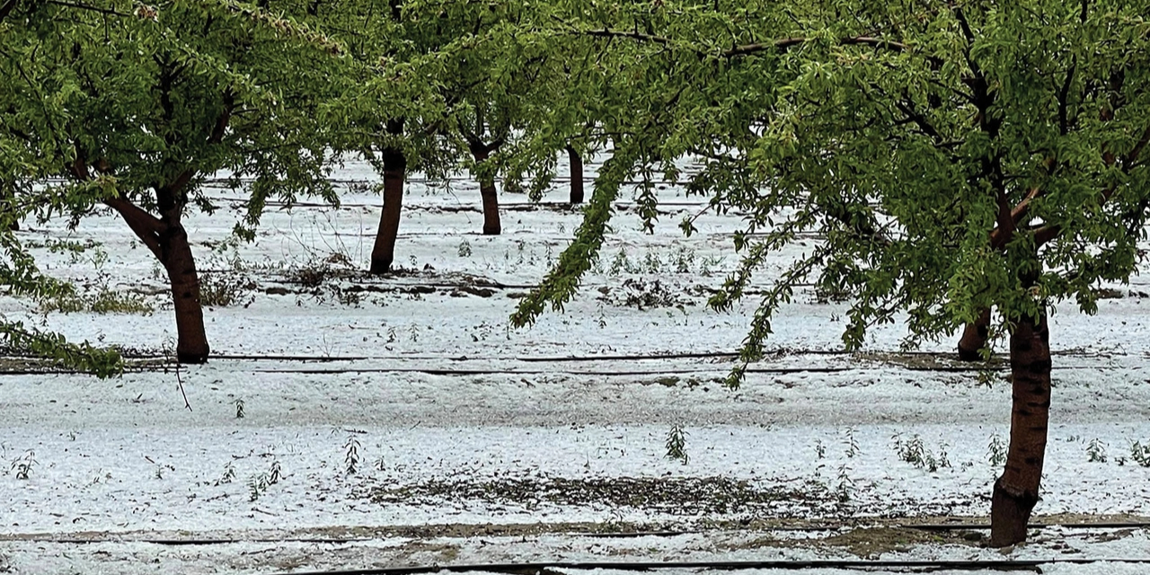 Central Valley Orchards Take a Hit—Could This Hailstorm Devastate the 2025 Crop?
