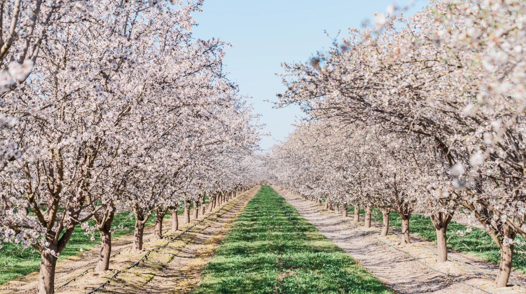 Elevate this Bloom Season with The Ag Center’s PhosFusion Foliar Boost