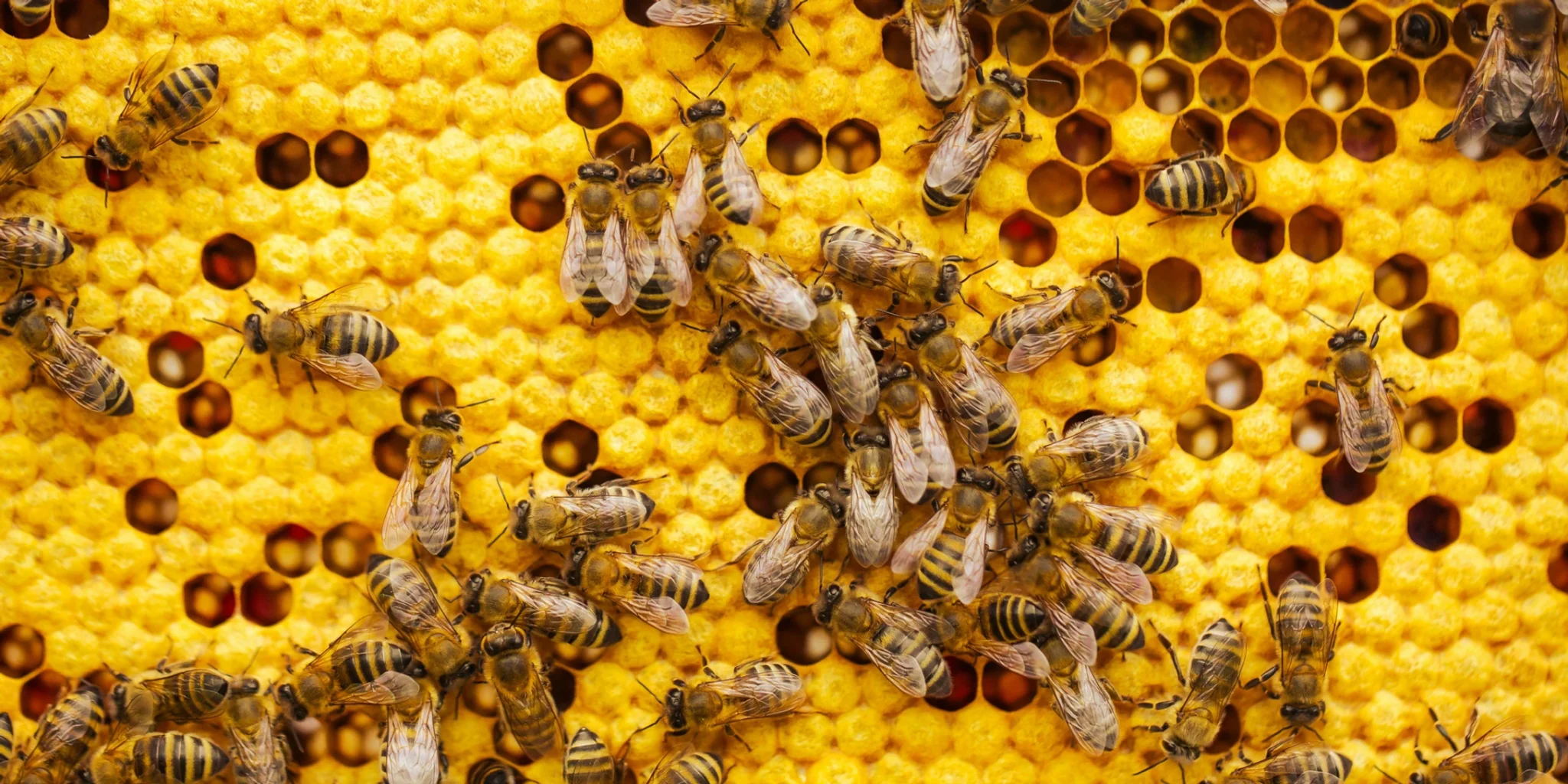 A Pollination Crisis That Could Change the Future of Farming Forever