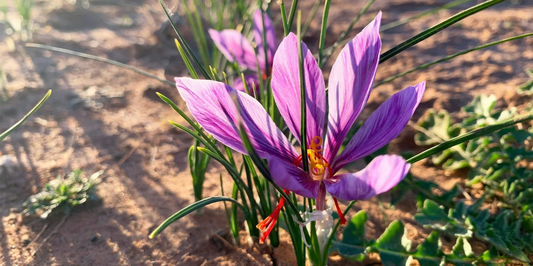 The Rise of Saffron Farming in California: A High-Value Crop with Big Potential