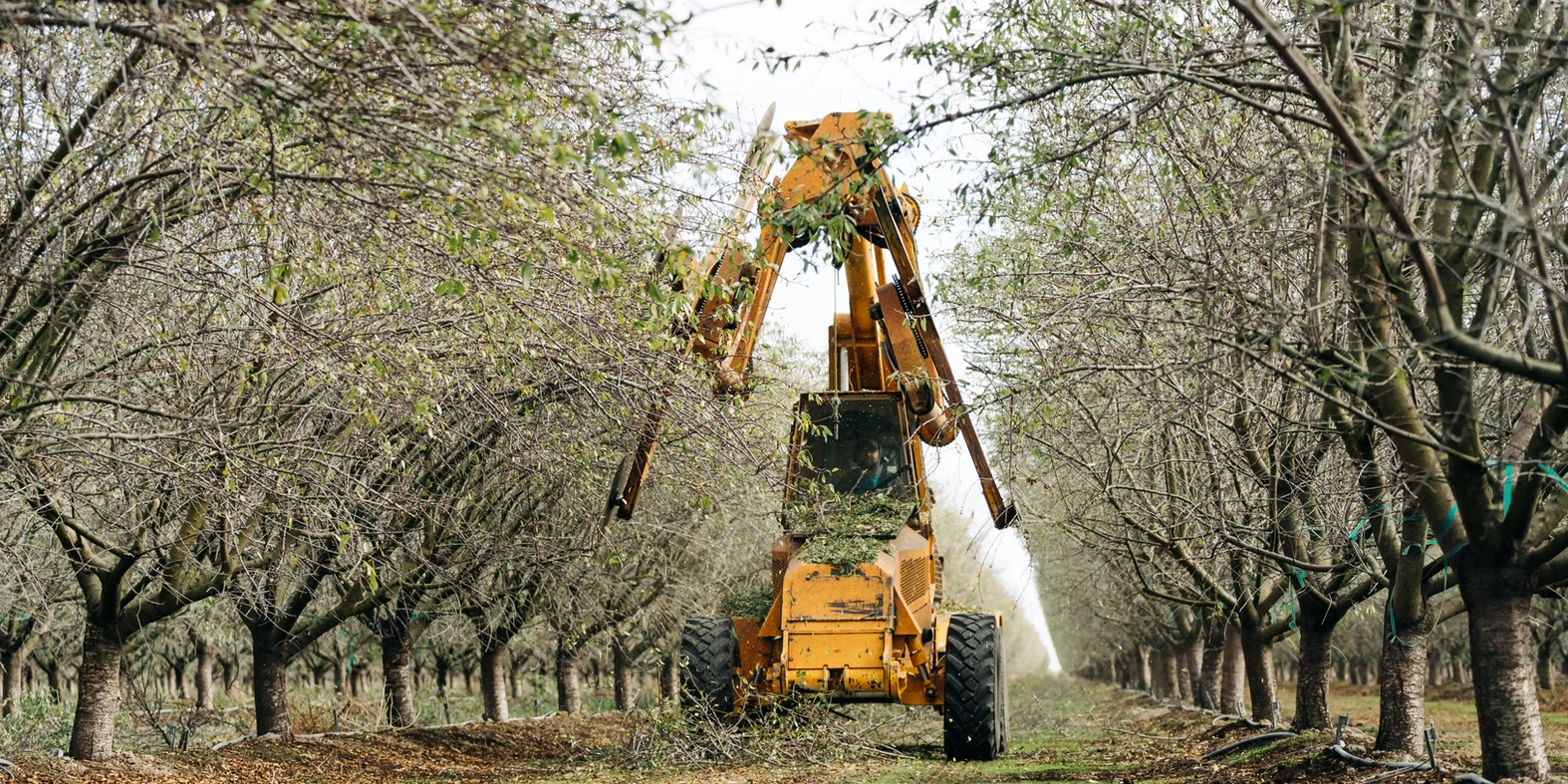 The Secret to Stronger Orchards: How Topping & Hedging Unlock Higher Yields