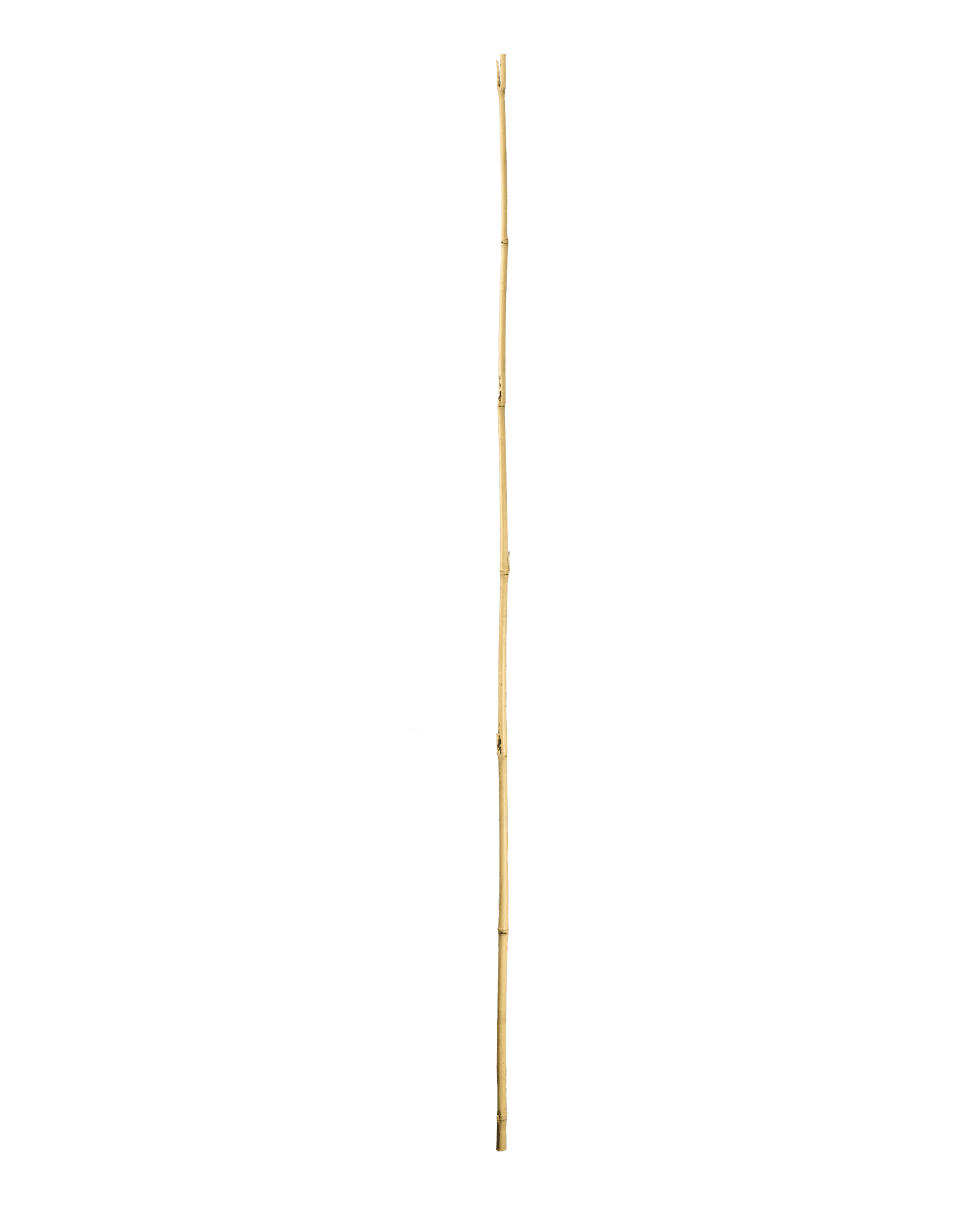 Bamboo Stake- 5' x 1/2"