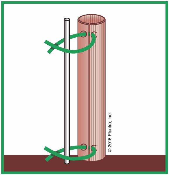 Double Wall Grow Tube- 24"