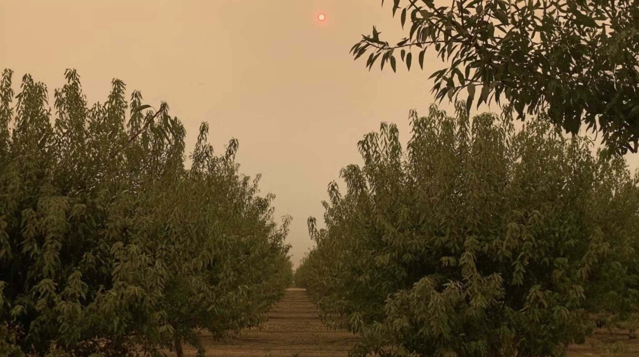 Why California Growers Should Start Taking Wildfire Risk More Seriously