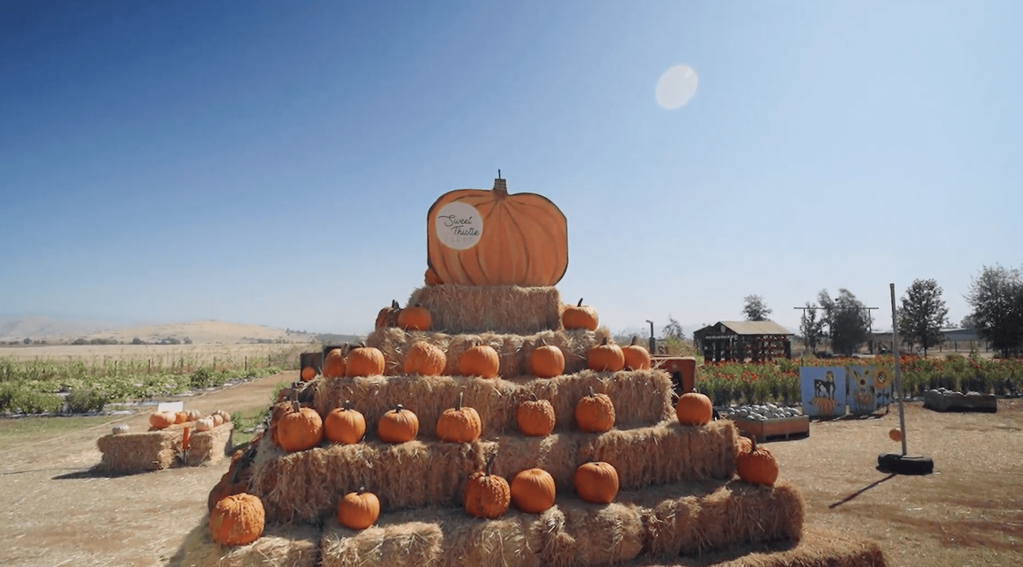 In The Field with Sweet Thistle Farms