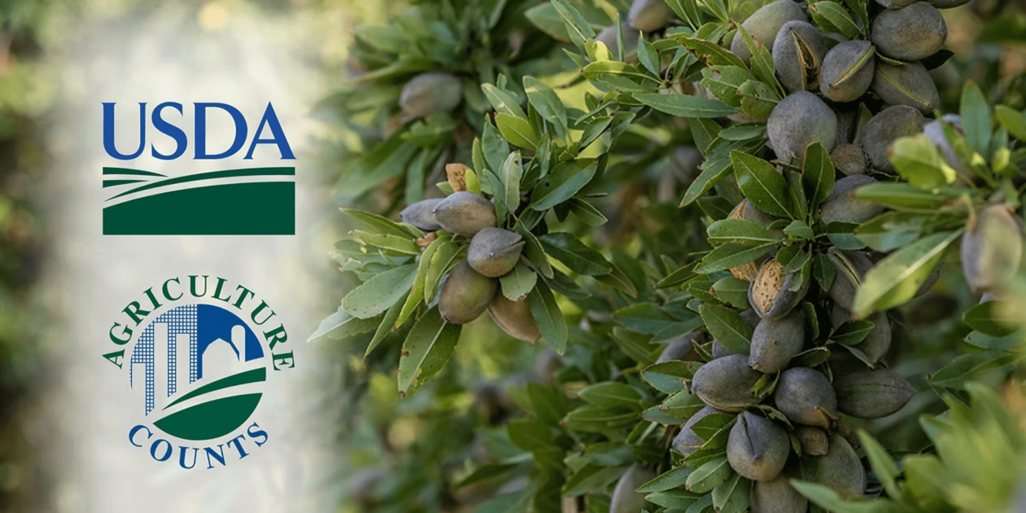 2025 Almond Crop Forecast Jumps 10% — Here’s What We’re Watching