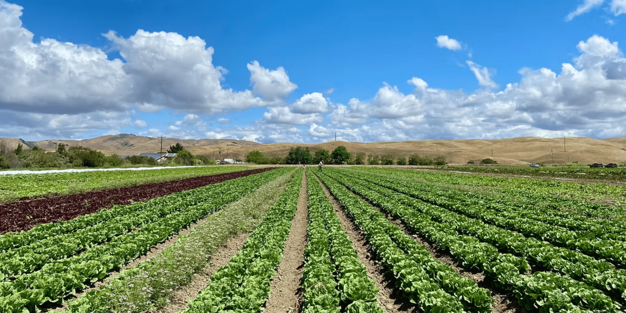 UC Launches AI Forecasting Tool for 70+ Crop Yields Across California