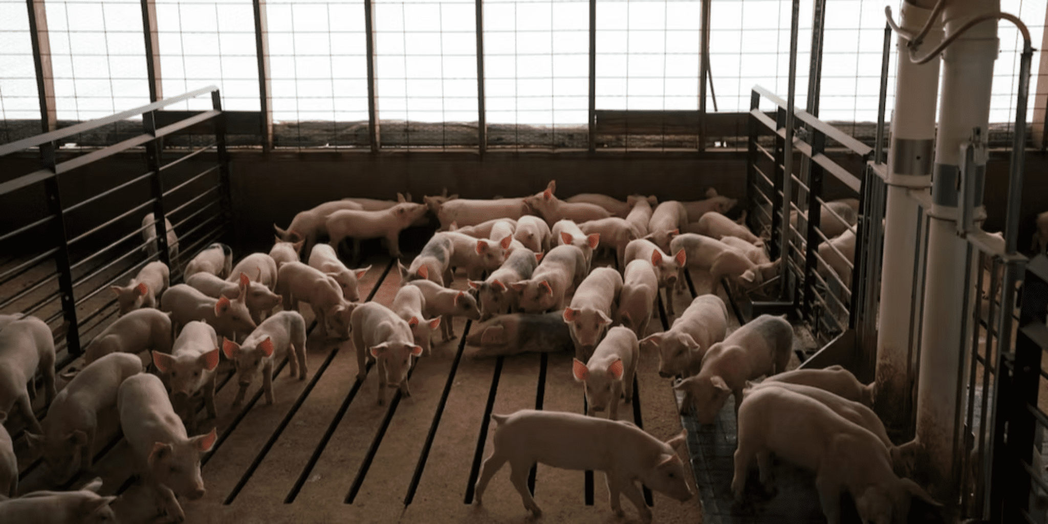 Prop 12 Showdown: How California’s Animal-Welfare Law Sparked a National Food Fight