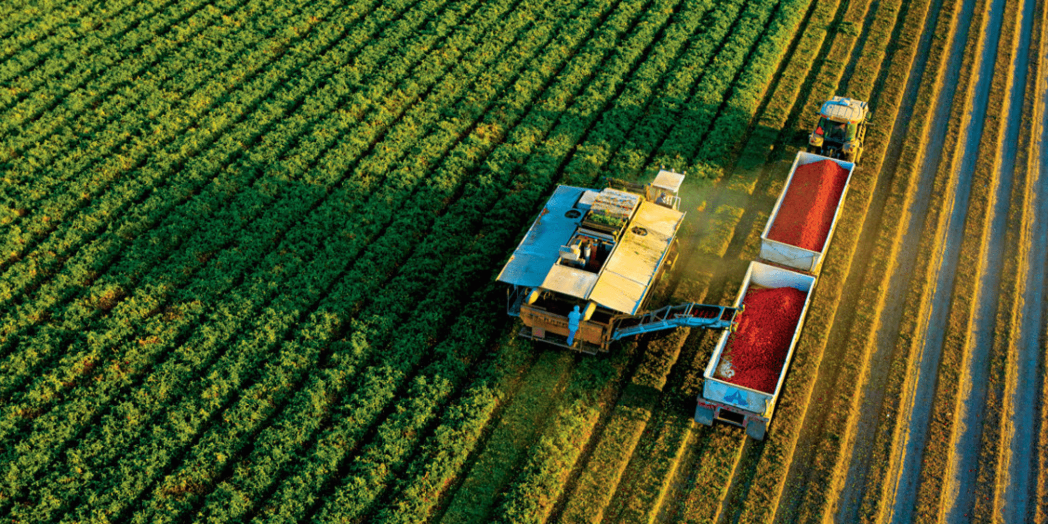 3 Key Nutrients That Make or Break Your Harvest