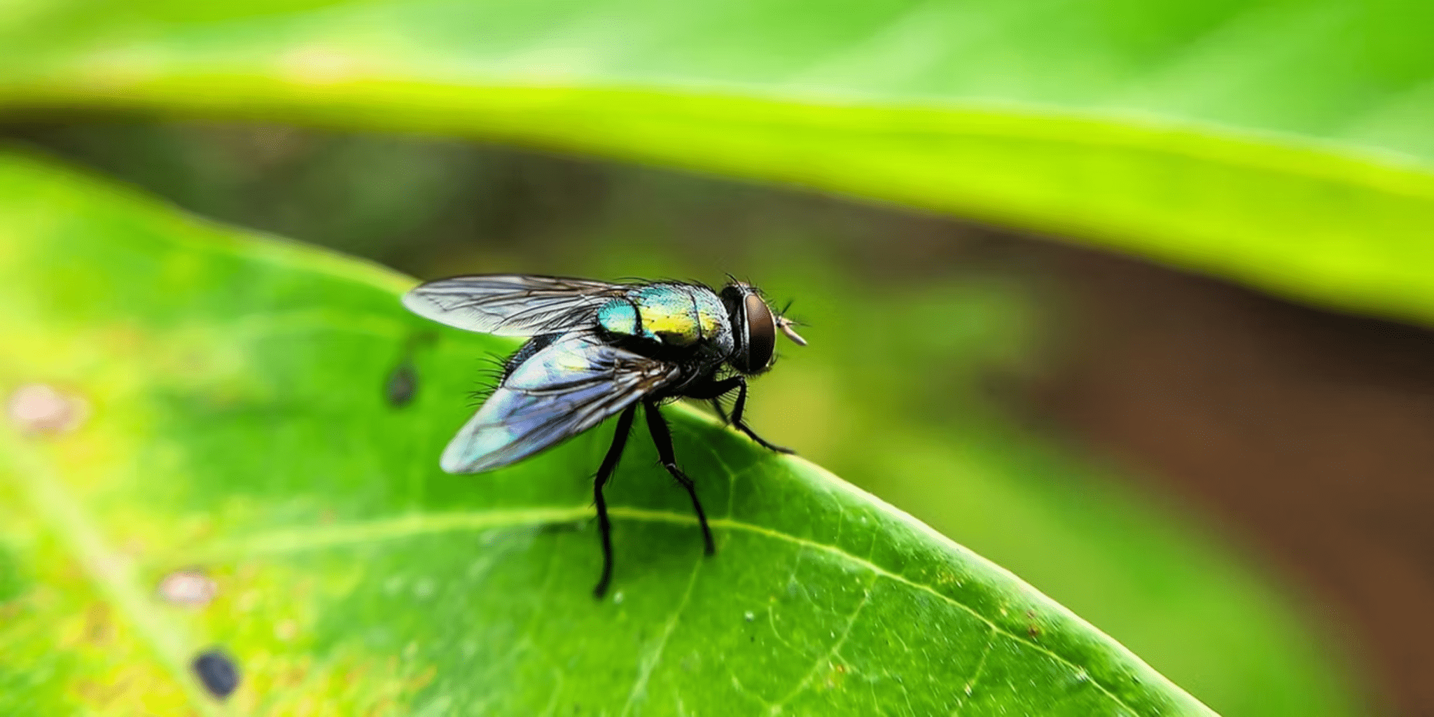 Flesh-Eating Parasite Returns: First U.S. Human Case of New World Screwworm Detected