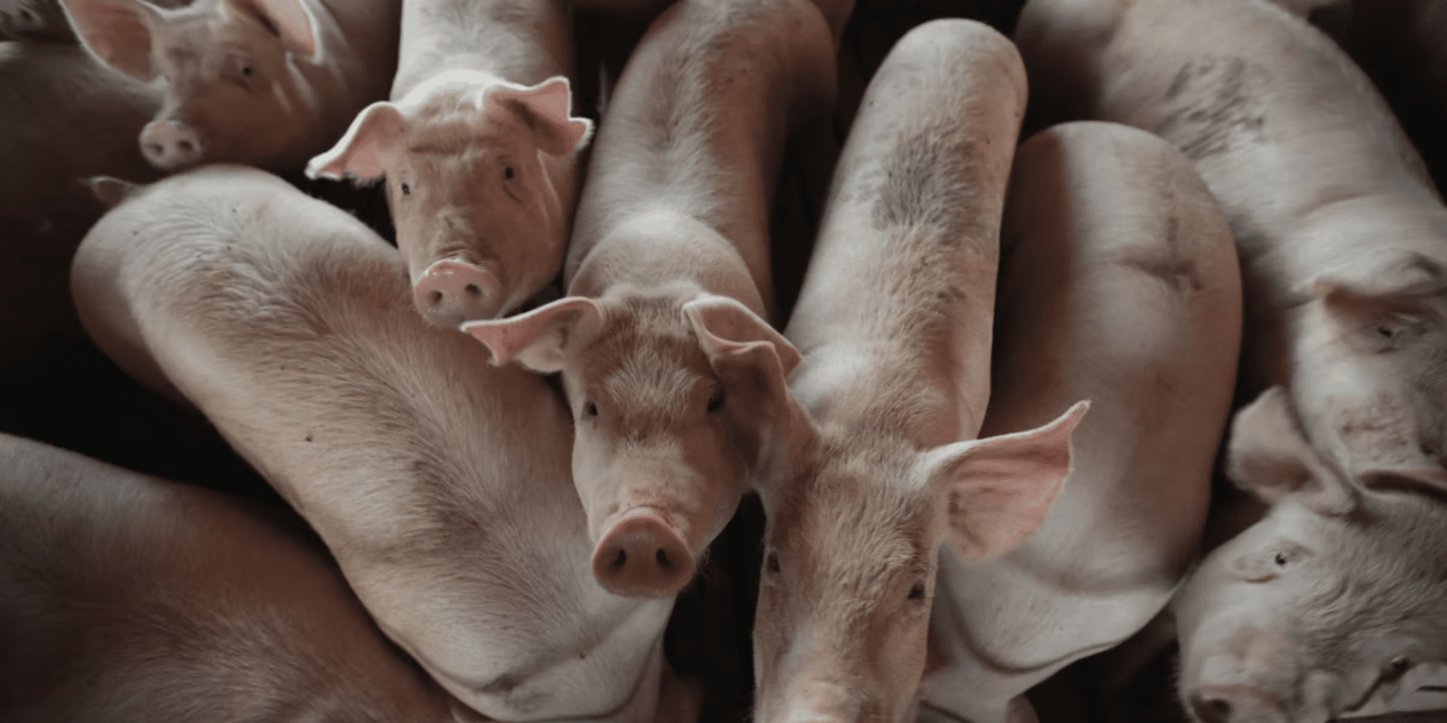 Congress vs. California: Is the ‘Save Our Bacon Act’ Set to Overturn State Animal Welfare Laws?