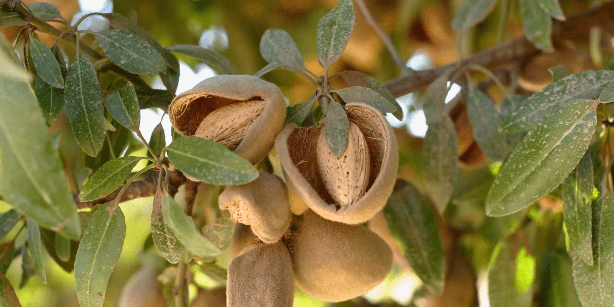 Almond Market Update: August 2025 Position Report Signals a Tight Year Ahead