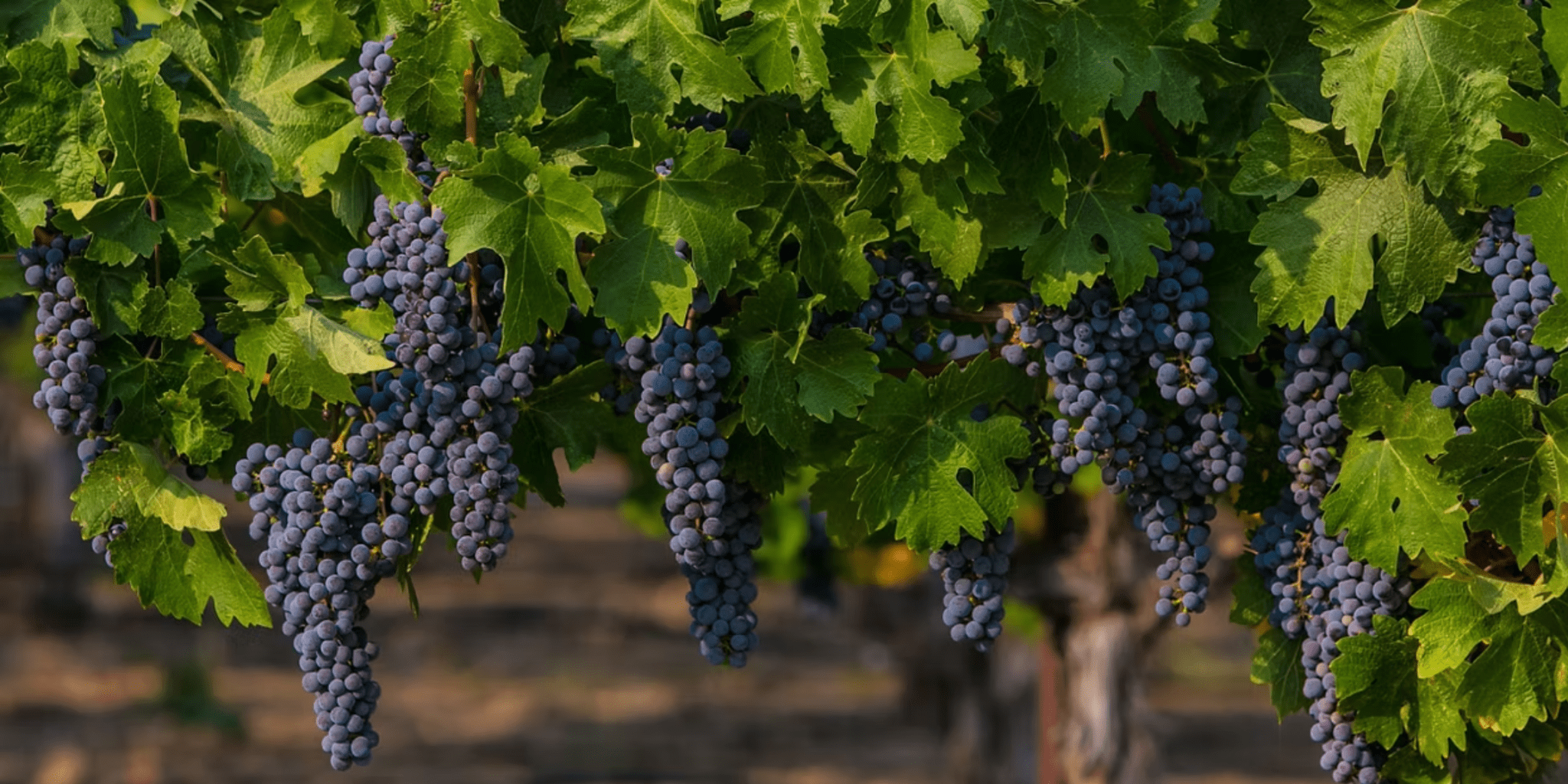 Sonoma’s Grape Growers Speak Loud and Clear: 85.77% Vote to Keep Wine Commission Thriving