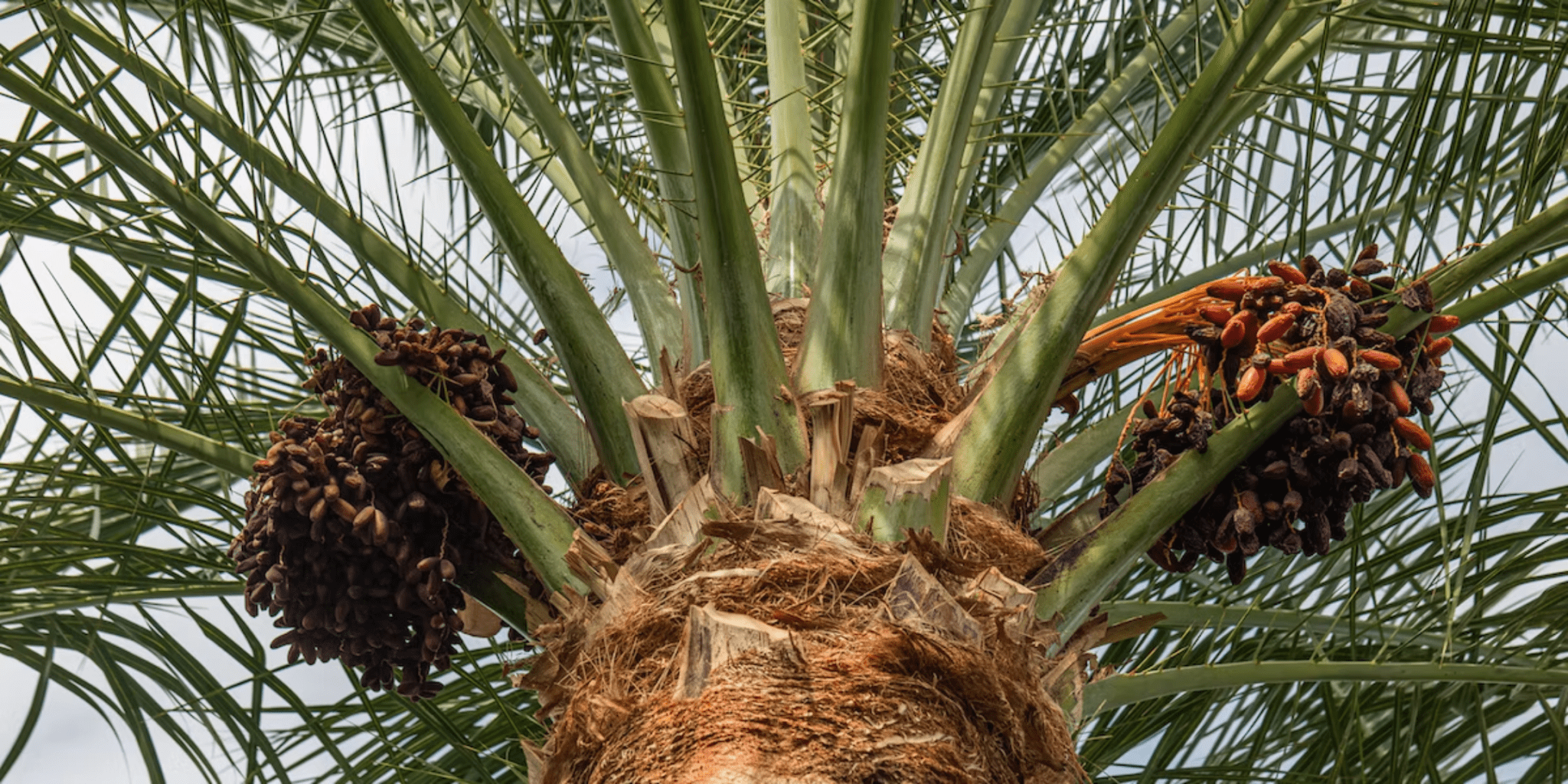 California’s Date Boom: How the Coachella Valley Became the Heart of Organic Growth