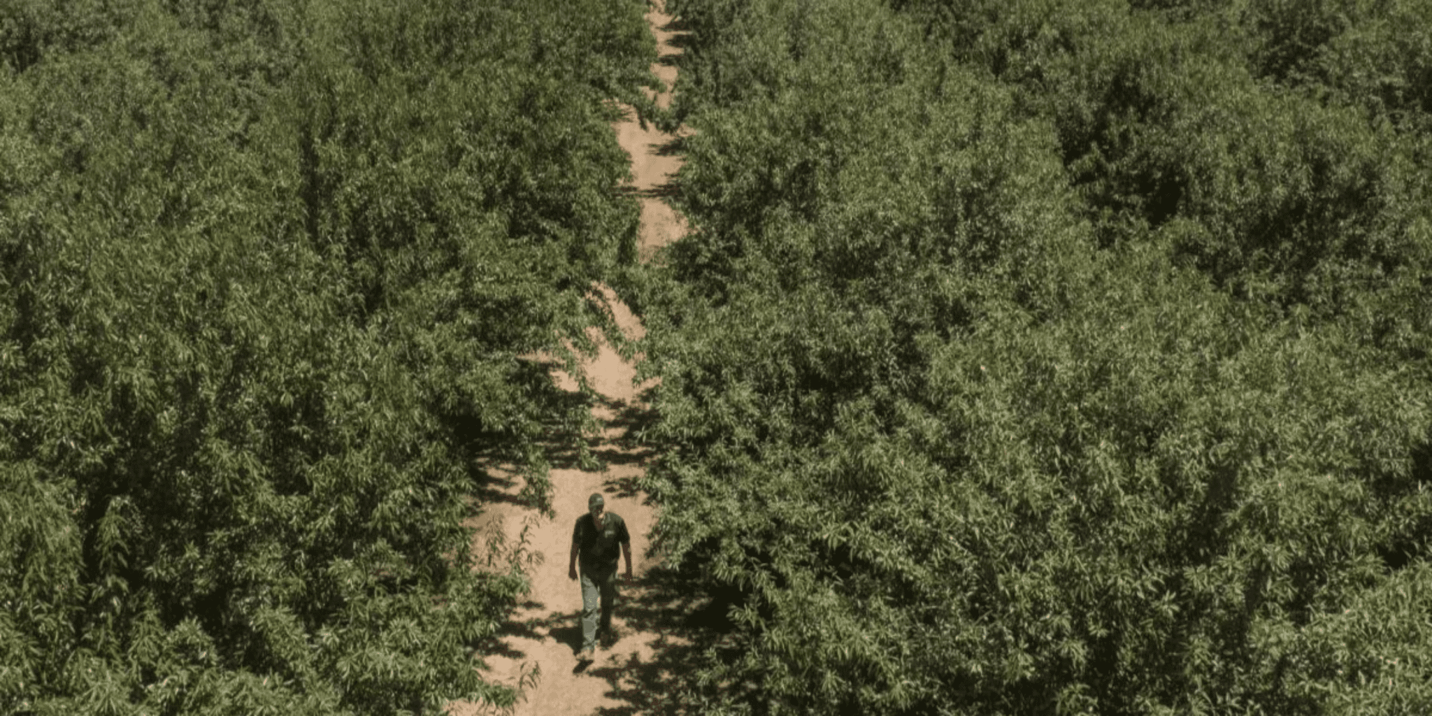 California Almond Growers Guess 2.77 Billion Pounds — See How Their Predictions Stack Up!