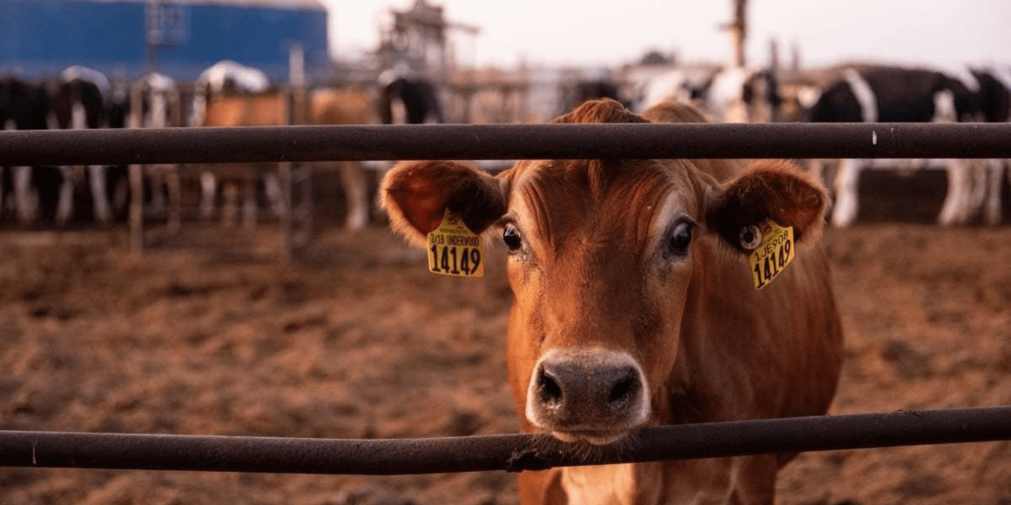 California Dairy Industry Powers $23.2 Billion Economic Impact and More Than 150,000 Jobs