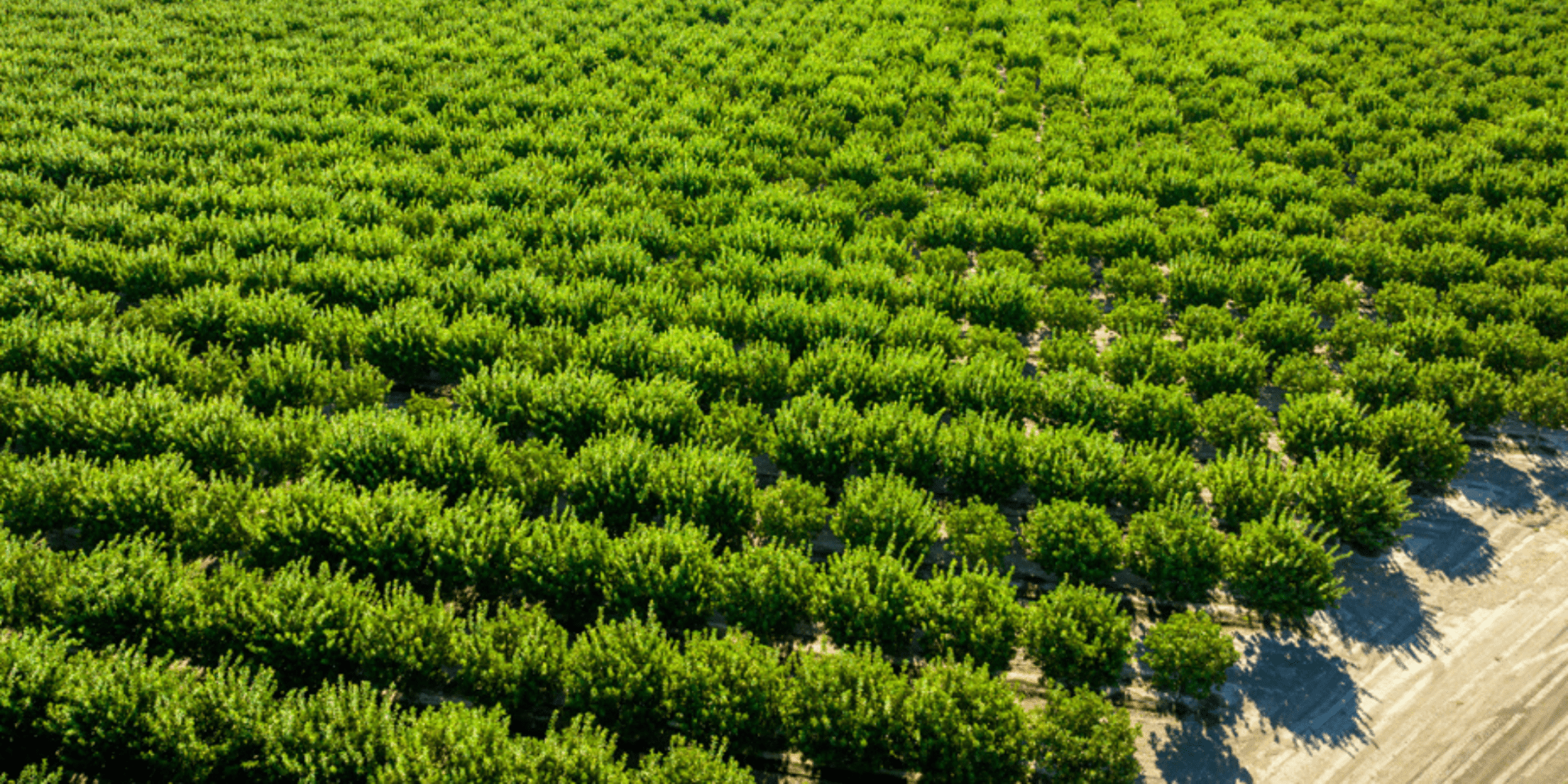 American Pistachio Growers Lead the Way with $1 Million Grant to Revolutionize Tree Nut Pest Management