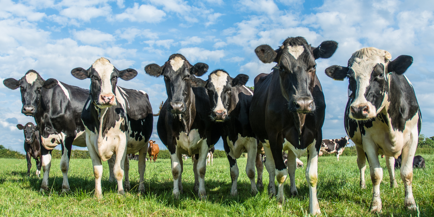 California Commits $6.3M to Transform Dairy Emissions — Setting a National Standard for Agricultural Climate Action