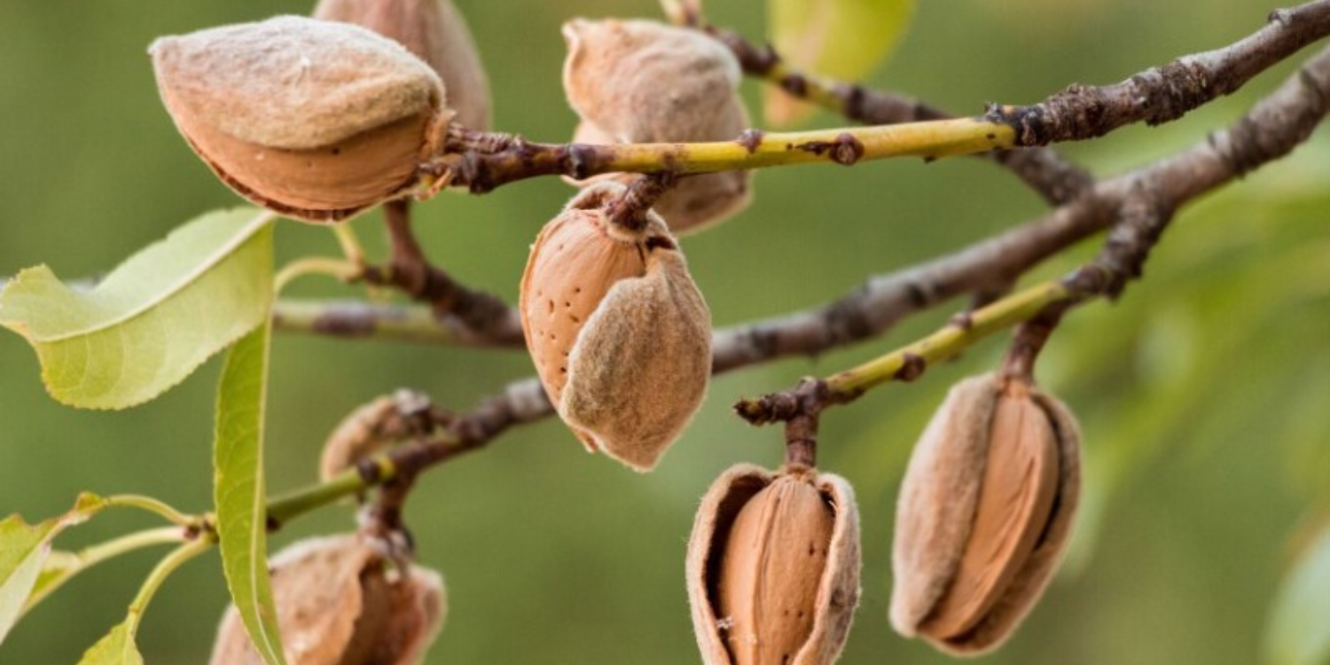 Almond Market Update: Export Strength Offsets Domestic Caution Heading Into 2026