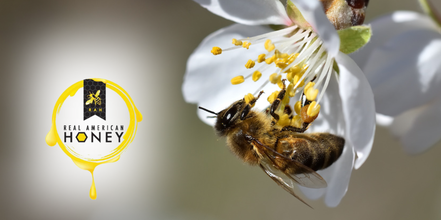The Hidden Key to a Strong Almond Crop: Why Protecting Honey Bees During Bloom Matters
