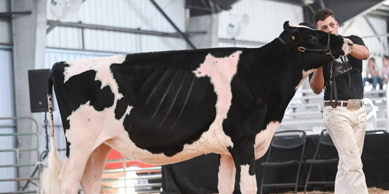 CA Holstein Association Spring Spectacular