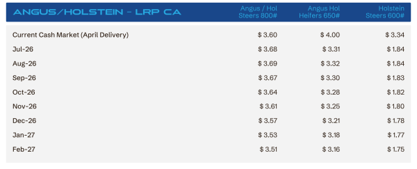 Cash market price table for Angus/Holstein cattle (LRP CA) showing monthly prices by cattle type: Angus steers 800#, Angus heifers 650#, Holstein steers 600#.
