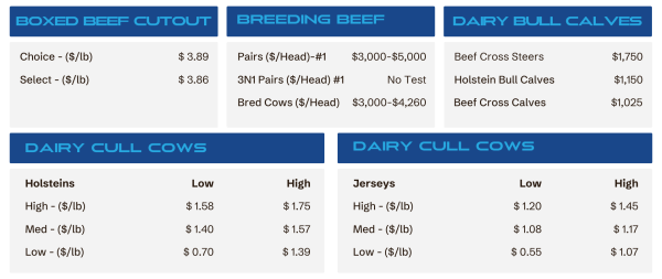 Dashboard of cattle prices: three blue category banners (Boxed Beef Cutout, Breeding Beef, Dairy Bull Calves) with multiple price cards and two dairy cull cow charts on gray panels.