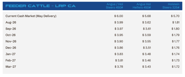 Feeder cattle price table with three columns for Angus 450#, Holstein 450#, and Steers 325#, listing monthly cash-market prices from Aug-26 to Mar-27 and May Delivery (Current Cash Market).