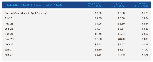 Price table for feeder cattle in CA showing monthly cash market prices by weight group (Angus and Holstein).