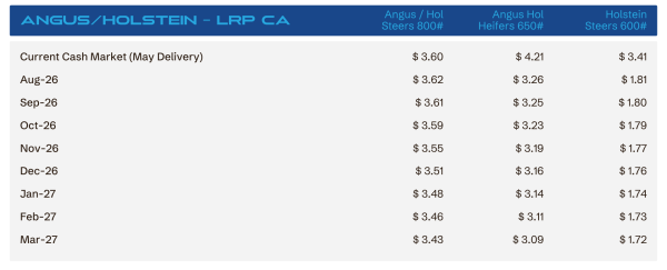 Monthly cash market prices for Angus/Holstein steers in California, three weight categories (800#, 650#, 600#) from May 2026 to Mar 2027.