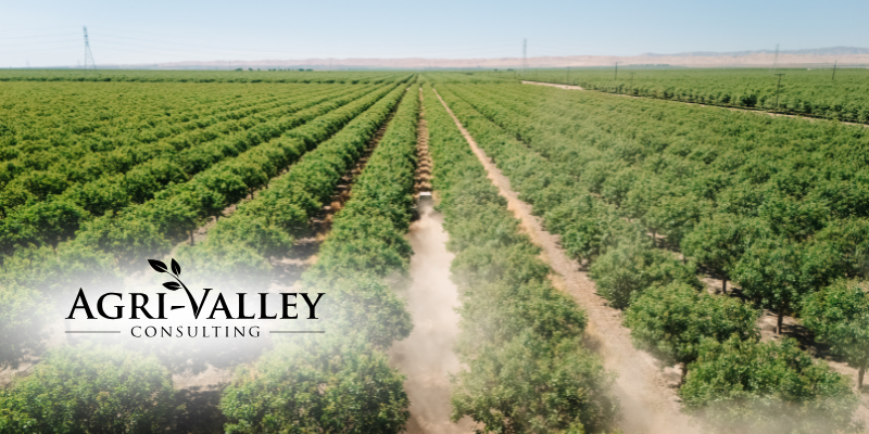 Aerial view of a lush orchard with parallel rows of trees and dusty furrows; Agri-Valley Consulting logo in the lower-left.