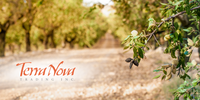 TerNova Trading Inc. logo in orange on a blurred, tree-lined dirt path with a branch in the foreground on the right.