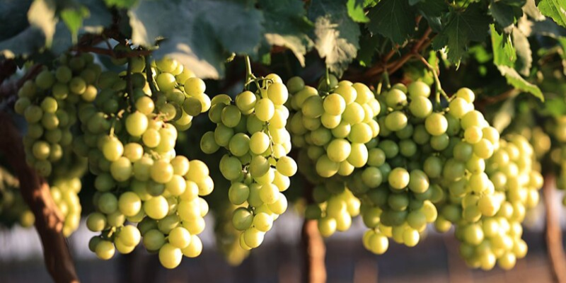 118,000 Acres and Falling: The Early 2026 Grape Season Can’t Hide What the Latest USDA Report Just Revealed