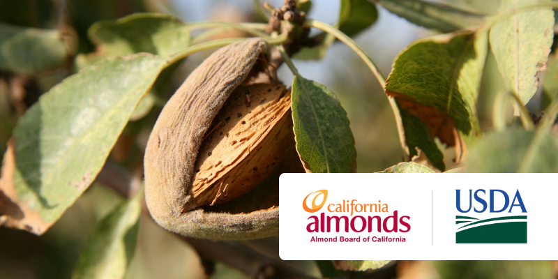 Web Banners - News Blogs - 2026-05-12T095238976 - The AG Center Close-up of a fuzzy almond in its hull on a branch with green leaves; California Almonds and USDA logos appear in the corner.