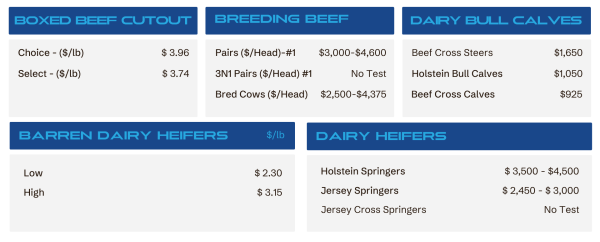 Infographic of livestock pricing by category: boxed beef, breeding beef, dairy bull calves, barren dairy heifers, and dairy heifers with price ranges.