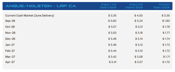 Table of livestock prices by delivery month: current cash market with columns for Angus/ Holstein steers 800#, Angus Heifers 650#, and Holstein steers 600#. Rows show monthly delivery months (Jun-26 to Apr-27) and price per cwt (e.g., .35, .00, .35).