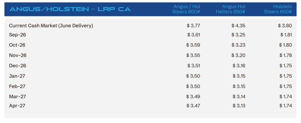 Pricing table: Current Cash Market (June Delivery) with dates Sep-26 through Apr-27, showing prices for Angus steers 800#, Angus heifers 650#, and Holstein steers 600#.