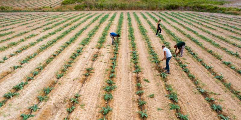 Farm workers tending evenly spaced rows of crops in a dry, plowed field viewed from above