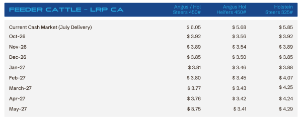Table: Current Cash Market (July Delivery) for CA feeder cattle—three price columns (Angus/Steers 450#, Angus/Heifers 450#, Holstein/Steers 325#) by month (Oct-26 to May-27).