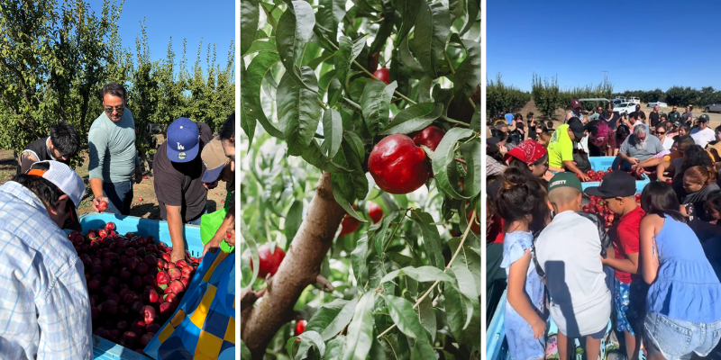 People harvest apples in a sunny orchard, sorting red fruit into a blue bin; volunteers help gather the harvest.