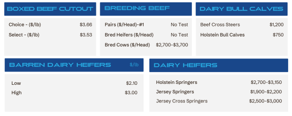 Pricing dashboard for cattle categories: boxed beef cuts, breeding beef, and dairy bull calves with per-head and per-pound prices at the top; lower sections show heifer price ranges and individual prices.