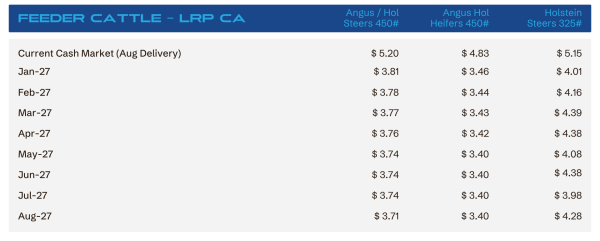 Table of Aug-Delivery cattle prices in CA by month and breed: Angus/ Holstein steers 450#, Angus/ Holstein heifers 450#, Holstein steers 325#.