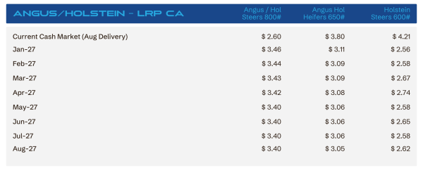 Table of current cash market (Aug delivery) with monthly prices for three classes: Angus/ Holstein Steers 800#, Heifers 650#, Steers 600# (months Jan–Aug 27)